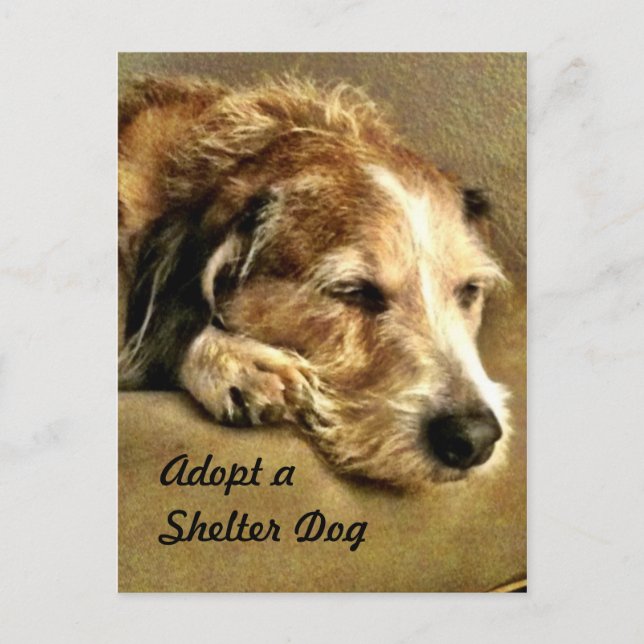Adoptar una postal de perro (Anverso)