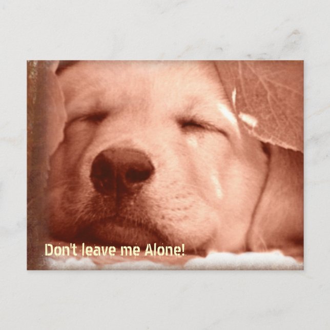 Adoptar una postal de perro (Anverso)