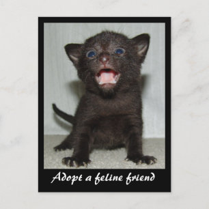 Adoptar una tarjeta postal de amigo felino