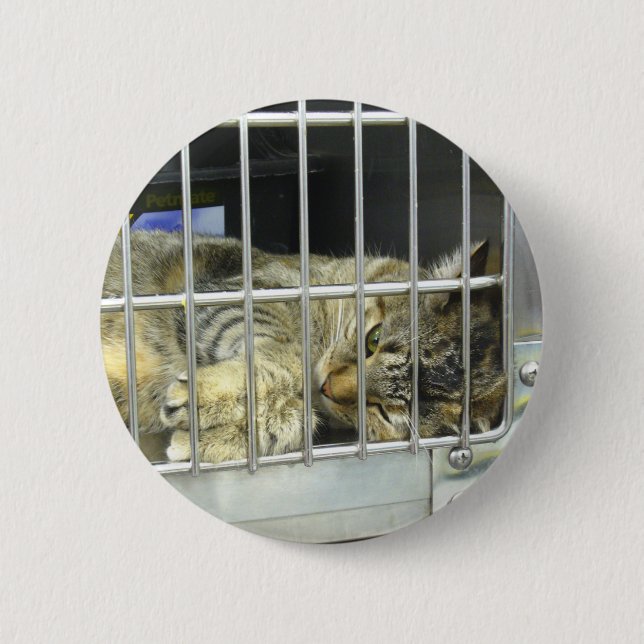 Adopte un botón 001 del gato (Anverso)