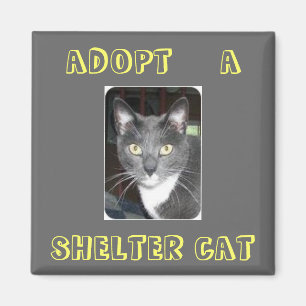 Adopte un imán del gato