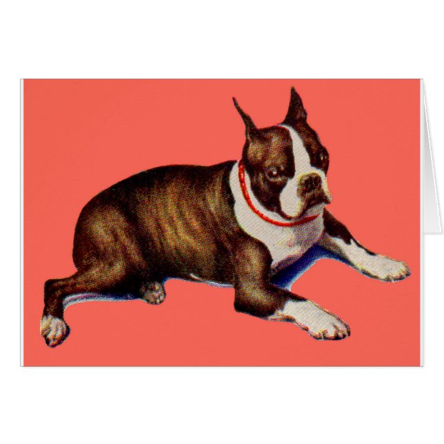 adorable Boston terrier (Anverso (Horizontal))
