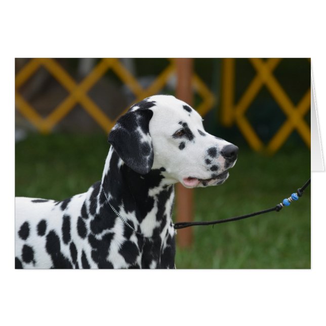 Adorable Dalmatian (Anverso (Horizontal))