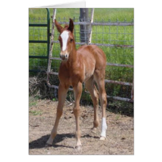 Adorable Filly