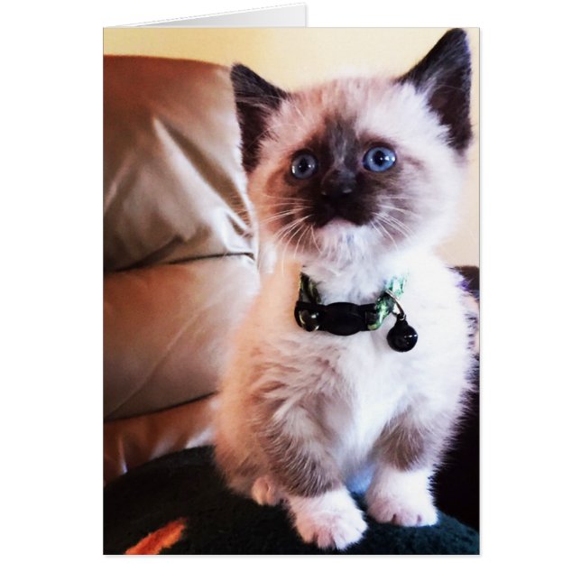 Adorable foto de gatito siamés en blanco dentro (Frente)