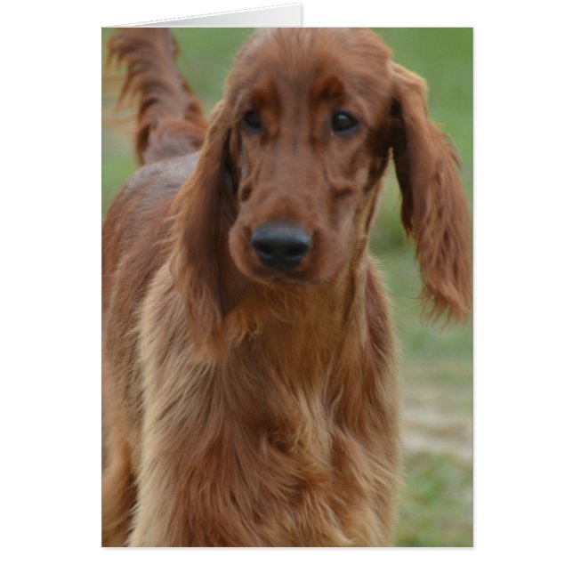 Adorable Irish Setter (Frente)