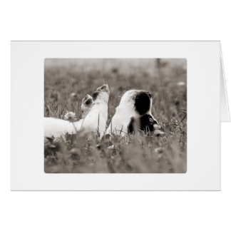 Adorable Jack Russell Puppy Blank Card