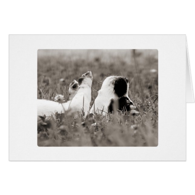 Adorable Jack Russell Puppy Blank Card (Anverso (Horizontal))