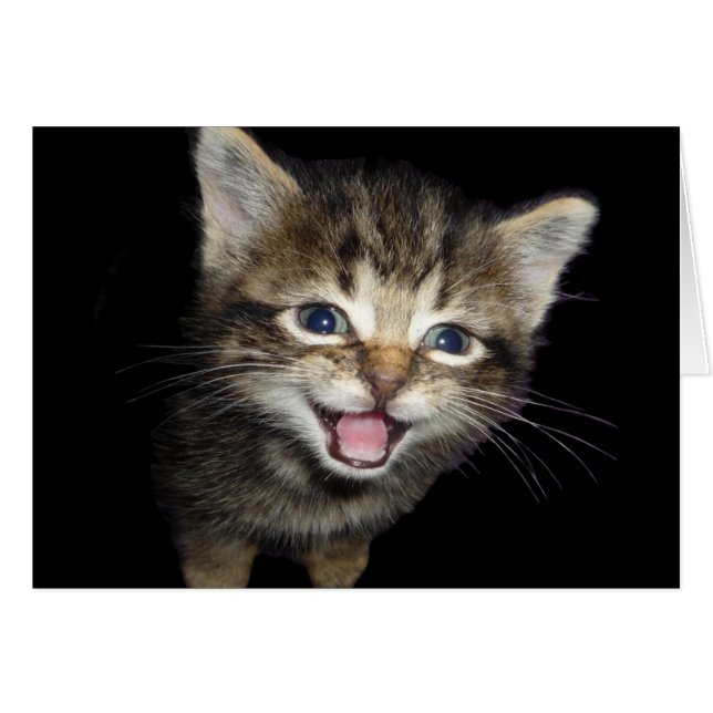 Adorable Meowing Kitten Cat (Anverso (Horizontal))