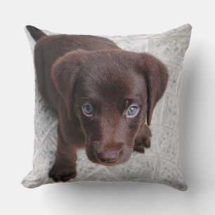 Adorable perrito marrón arrojar almohada