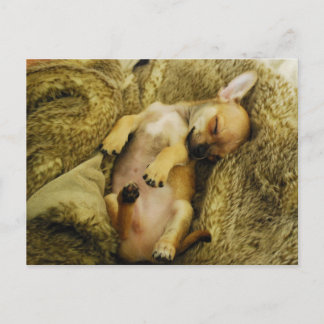 Adorable postal de Chihuahua