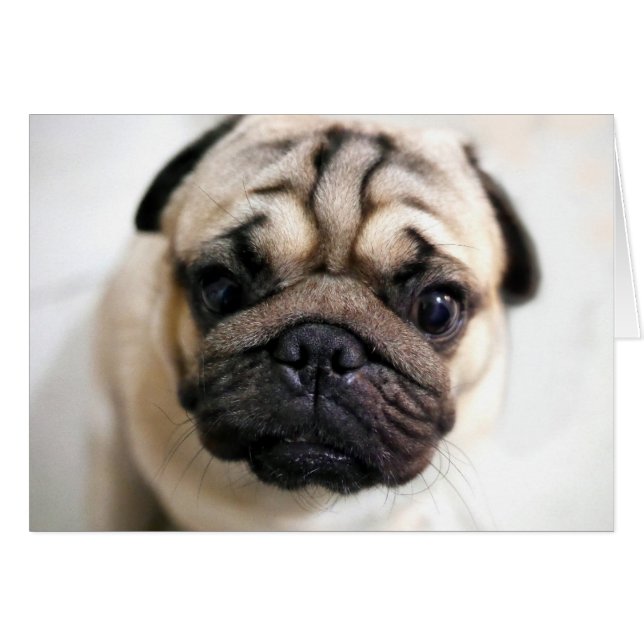 Adorable Pug Ojos De Cachorro (Anverso (Horizontal))