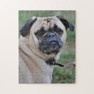 Adorable rompecabezas de fotografía pug
