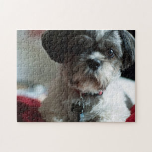 Adorable rompecabezas Shih Tzu