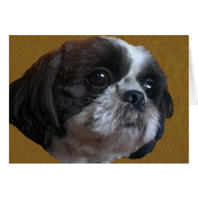Adorable Shih tzu Rico (Anverso (Horizontal))
