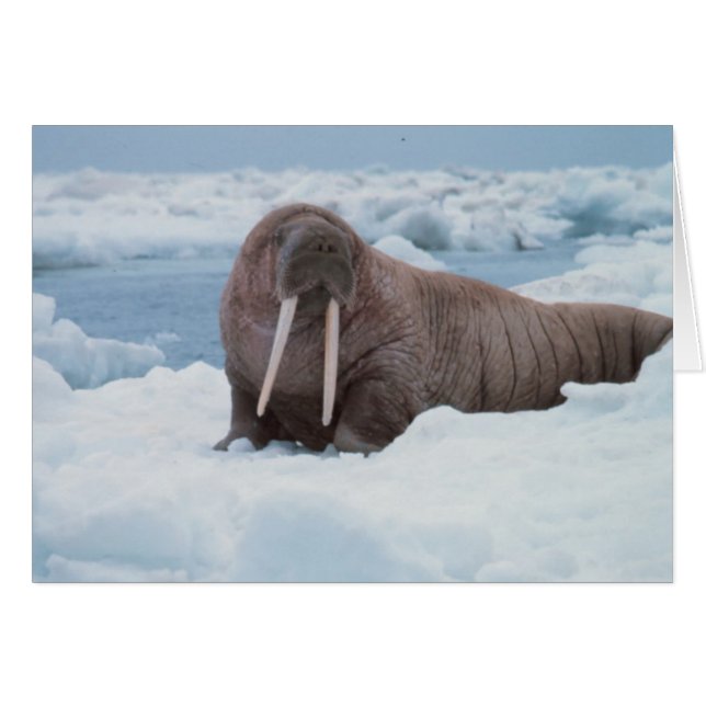 Adorable Walrus (Anverso (Horizontal))