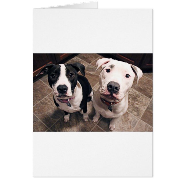 adorables cachorros de pitbull perros (Frente)