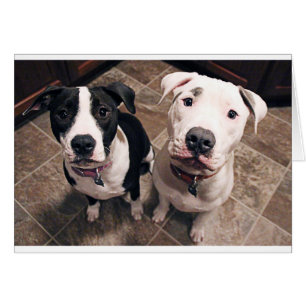 adorables cachorros de pitbull perros
