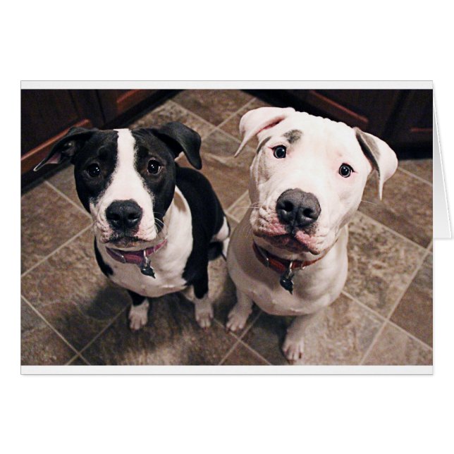 adorables cachorros de pitbull perros (Anverso (Horizontal))