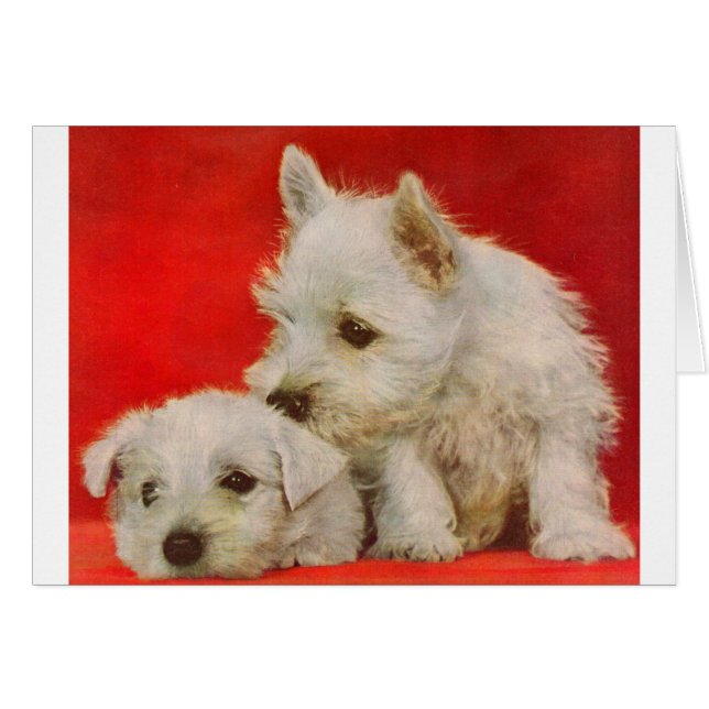 adorables cachorros de terror blanco (Anverso (Horizontal))