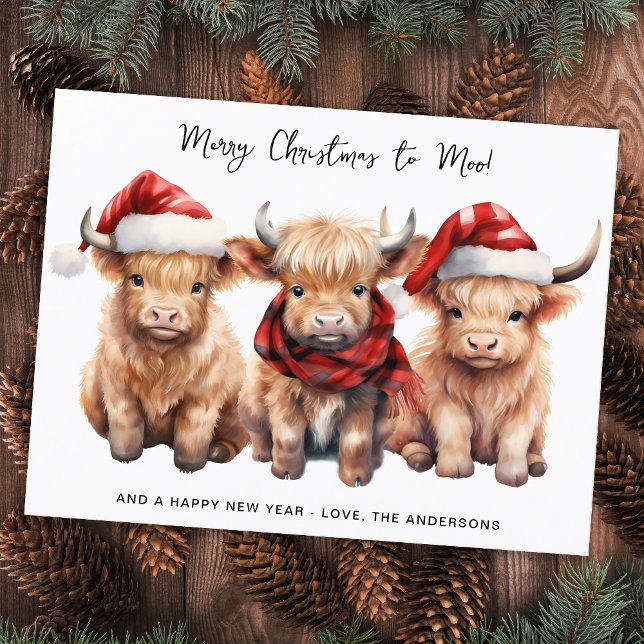 Adorables vacas de Highland preparan feliz Navidad (Subido por el creador)