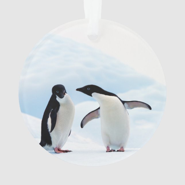 Adorno Adelie Penguins (Reverso)