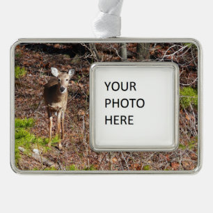 Adorno Adorable ciervo en la fotografía natural de Woods