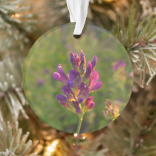 Adorno Alfalfa Flower