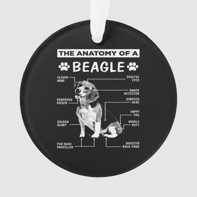 Adorno Anatomy Beagle Dog (Anverso)