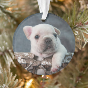 Adorno Animales de bebé más afectados Bulldog francés