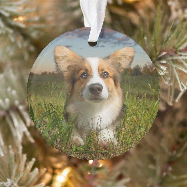 Adorno Animales de bebé más afectados | Corgi en el Aveni (Árbol)