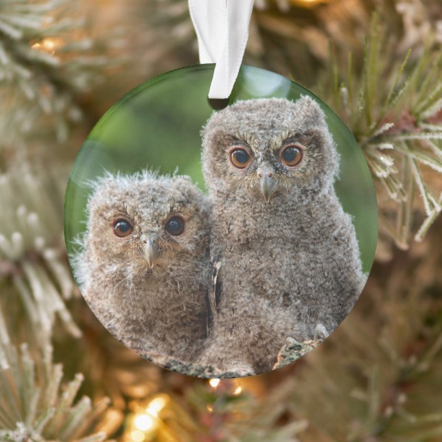 Adorno Animales de bebé más afectados | Dos Lechuzas Jóve (Árbol)
