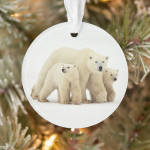 Adorno Animales de bebé más afectados Familia Oso Polar