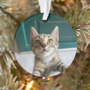 Adorno Animales de bebé más afectados   Gatita Cuta Tabby