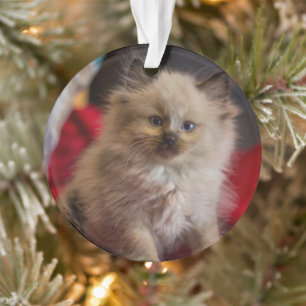 Adorno Animales de bebé más afectados   Gatito siamés