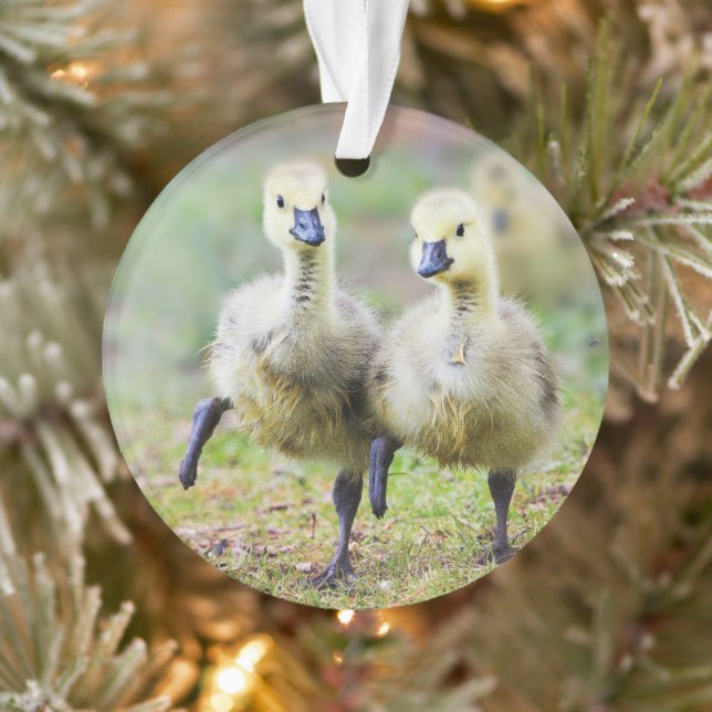 Adorno Animales de bebé más afectados | Goslings Canadien (Árbol)