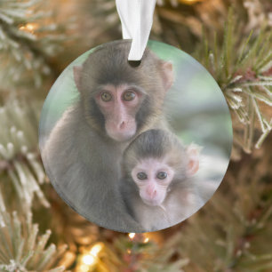 Adorno Animales de bebé más afectados   Monos japoneses