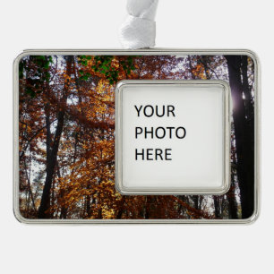 Adorno Arbol de luz solar a través del otoño en Greenbelt