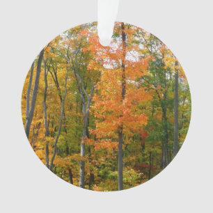 Adorno Árboles de Arce de Otoño Fotografía de la Naturale