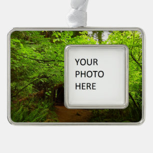 Adorno Árboles de arce en bosque de secuoya