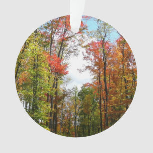 Adorno Árboles de otoño y cielo azul Fotografía de la nat