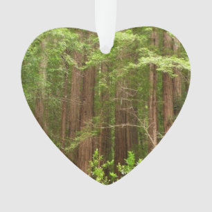 Adorno Árboles de secuoya en monumento nacional Muir Wood