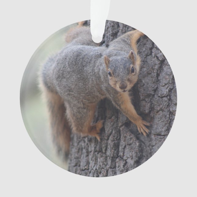 Adorno Ardilla que se aferra (Anverso)