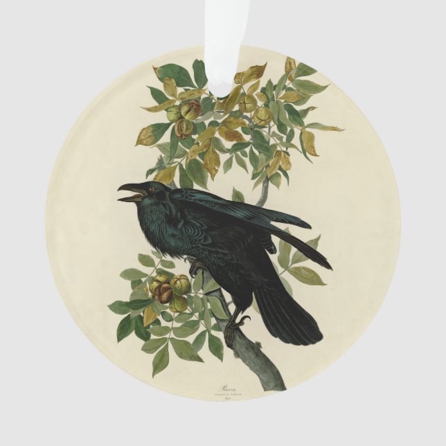 Adorno Arte clásico Audubon Raven (Anverso)