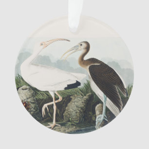 Adorno Arte de Naturaleza de Pájaro Ibis Blanco Vintage A
