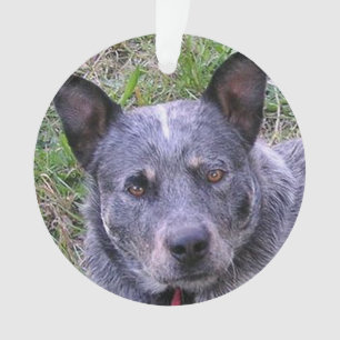 Adorno Australian_cattle_dog blue.png