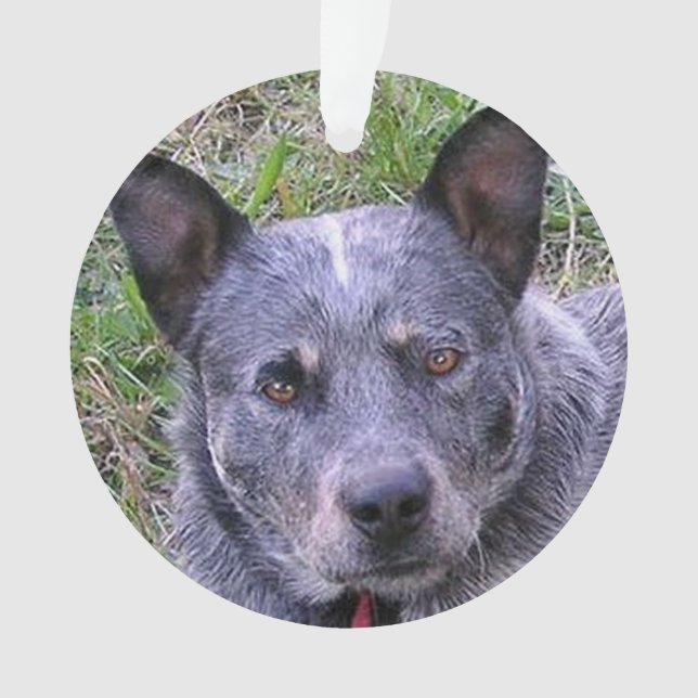 Adorno Australian_cattle_dog blue.png (Anverso)