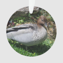 Australian Wood Duck in Tranquil Garden