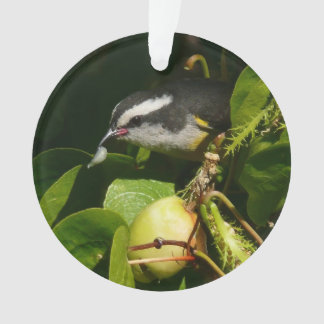 Adorno Aves Bananaquit comiendo fotografía tropical