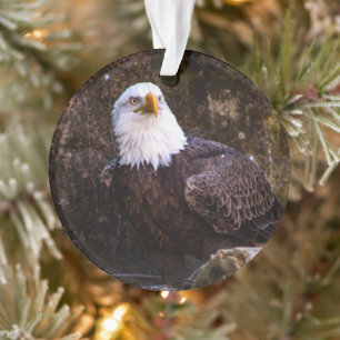 Adorno Bald Eagle